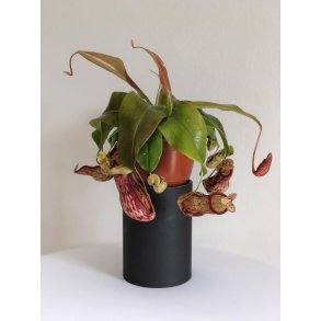 Kandebrer 'Gaya' (STOR)