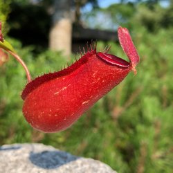 Kandebrer 'Bloody Red' (STOR)