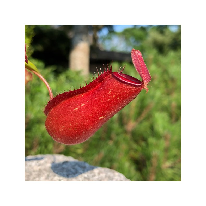 Kandebrer 'Bloody Red' (STOR)