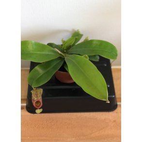 Kandebrer 'Hookeriana'