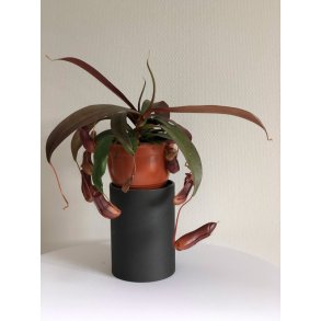 Kandebrer 'Sanguinea' (STOR)