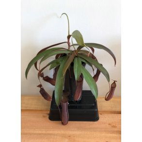 Kandebrer 'Sanguinea'