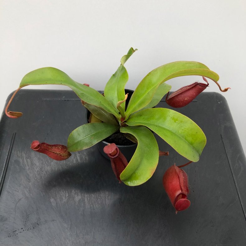 Kandebrer 'Bloody Red' 