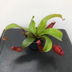 Kandebrer 'Bloody Red' 