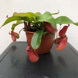 Kandebrer 'Bloody Red' (STOR)