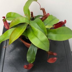 Kandebrer 'Bloody Red' (STOR)