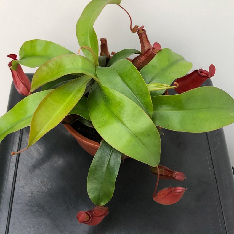 Kandebrer 'Bloody Red' (STOR)