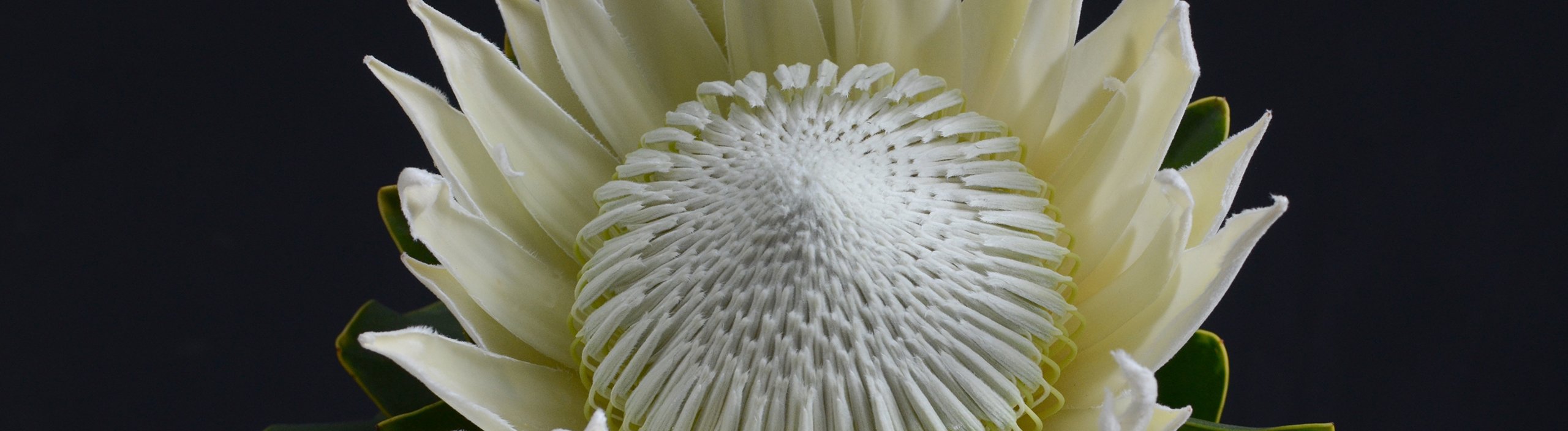 SeedGlobe