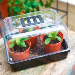 Carnivore-Dyrkningsst <br/> Venus Flueflde No. 2