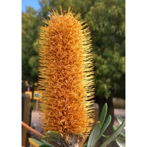 Orange Banksia