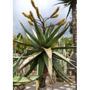 Bjerg Aloe