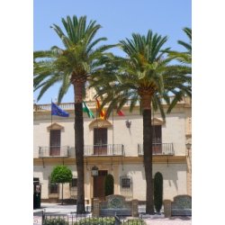 Palme - gte Daddelpalme