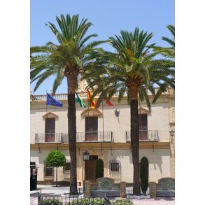 Palme - gte Daddelpalme