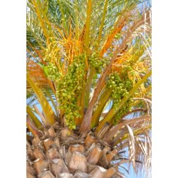 Palme - gte Daddelpalme