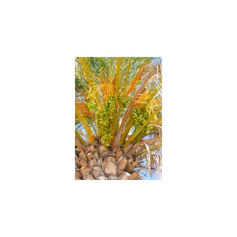 Palme - gte Daddelpalme