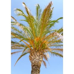 Palme - gte Daddelpalme