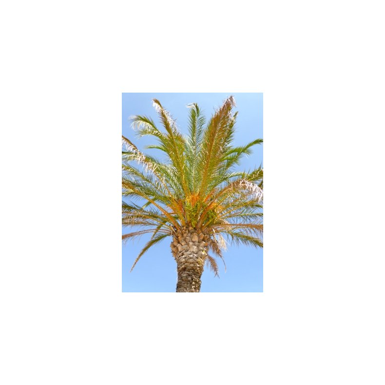 Palme - gte Daddelpalme