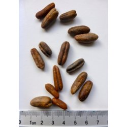 Palme - gte Daddelpalme