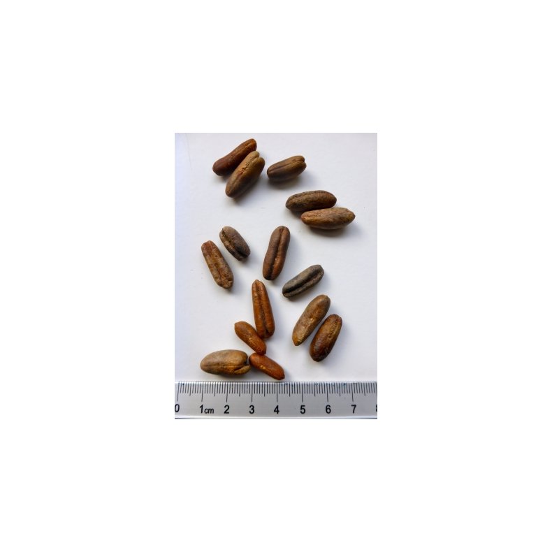 Palme - gte Daddelpalme