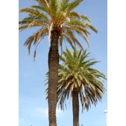 Palme - gte Daddelpalme