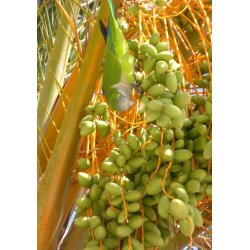 Palme - gte Daddelpalme