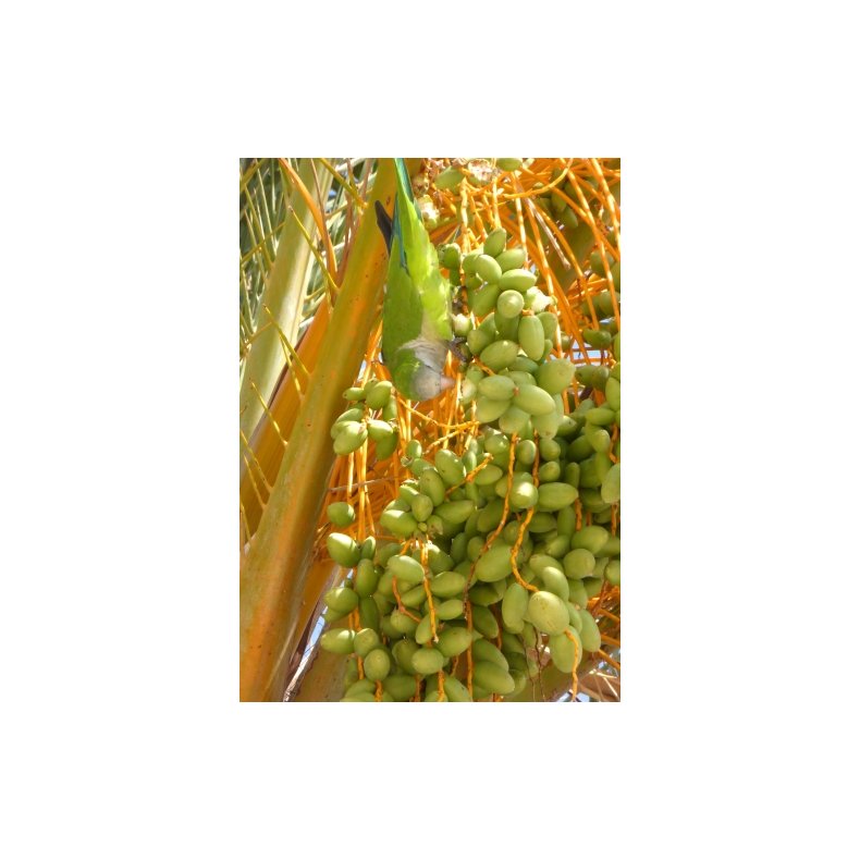 Palme - gte Daddelpalme