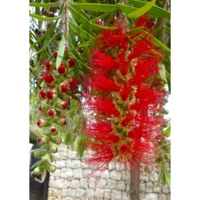 Hngende Flaskerenser