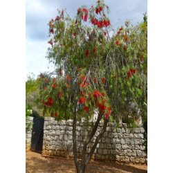 Hngende Flaskerenser