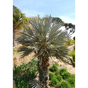 Palme - Trespids Palme