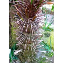 Palme - Trespids Palme