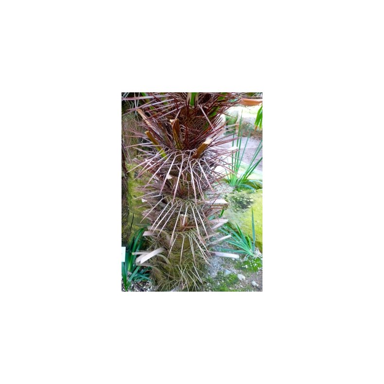 Palme - Trespids Palme