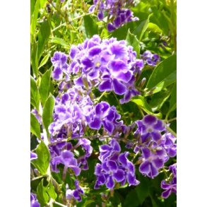 Duranta Himmelblomst