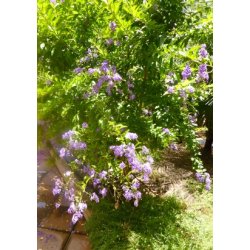 Duranta Himmelblomst