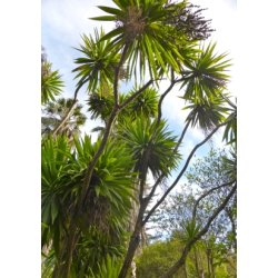 Kordylilje / Kuglelilje