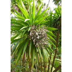 Kordylilje / Kuglelilje