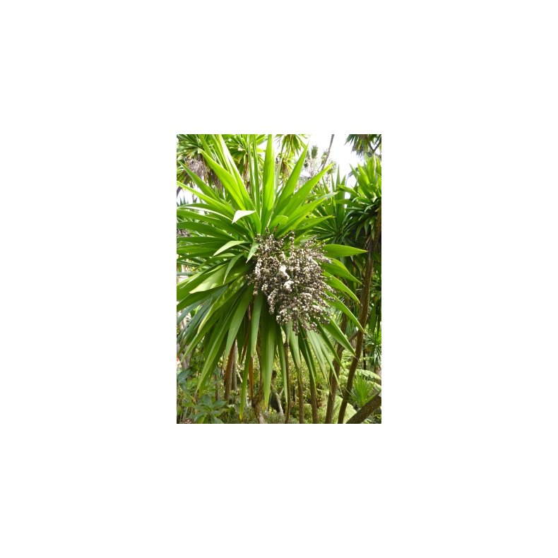 Kordylilje / Kuglelilje