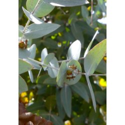 Eukalyptus 'Silver Dollar' 