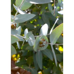 Eukalyptus 'Silver Dollar' 