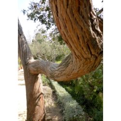 Eukalyptus 'Silver Dollar' 