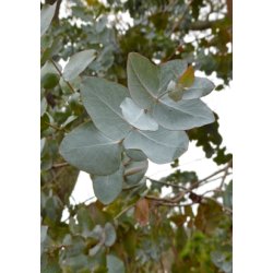 Eukalyptus 'Silver Dollar' 