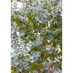 Eukalyptus 'Silver Dollar' 