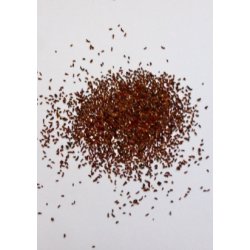 Eukalyptus 'Silver Dollar' 