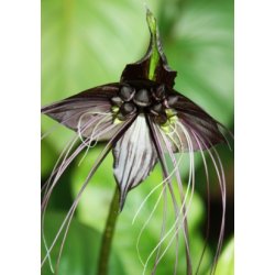 Sort Flagermusblomst