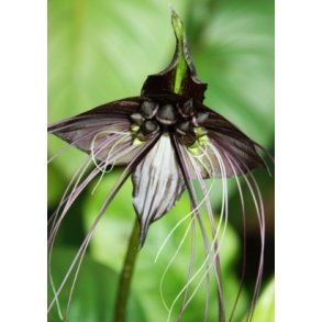 Sort Flagermusblomst