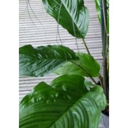 Sort Flagermusblomst