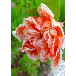 Granatbletr (orange blomstrende)