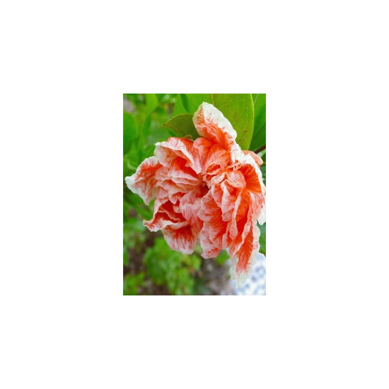 Granatbletr (orange blomstrende)