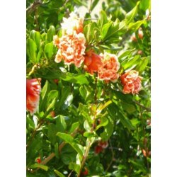 Granatbletr (orange blomstrende)