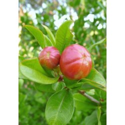 Granatbletr (orange blomstrende)