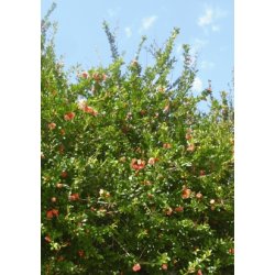 Granatbletr (orange blomstrende)